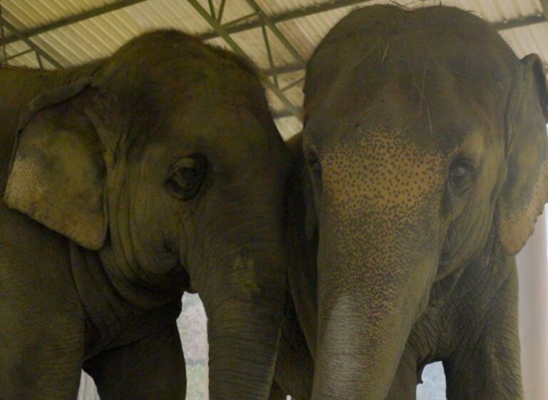 WhatsApp Image 2025-01-19 at 4.47.17 PM