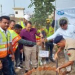 Tree Plantation